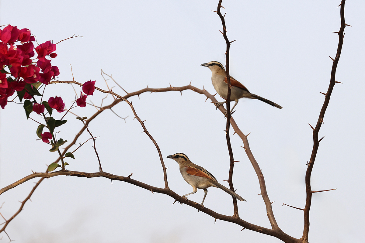 Black-Crowned Tchagra